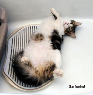 Garfunkel Maine Coon Cat