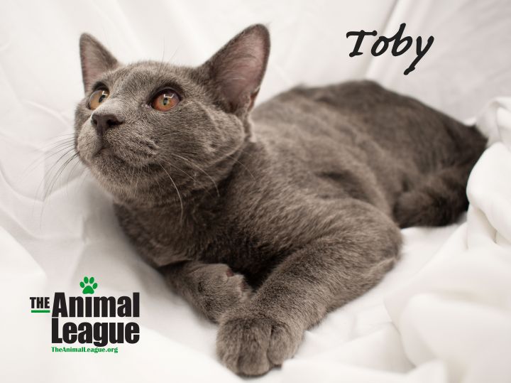 Toby 1