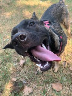 Kaiser, an adoptable German Shepherd Dog Mix in Oklahoma City, OK_image-1