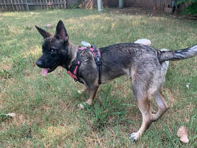 Kaiser, an adoptable German Shepherd Dog Mix in Oklahoma City, OK_image-2