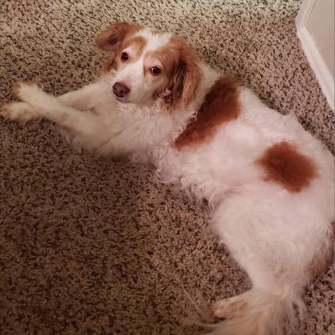 Dog For Adoption Coco Gg A Cavalier King Charles Spaniel Maltese Mix In Von Ormy Tx Petfinder