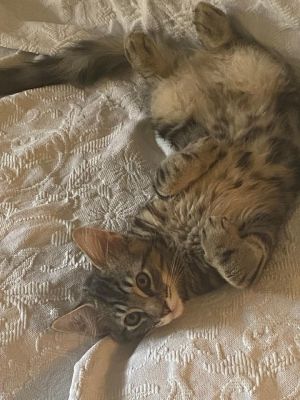 BEATLE - Long Hair Marble Bengal Tabby-Look, Young Male Bengal