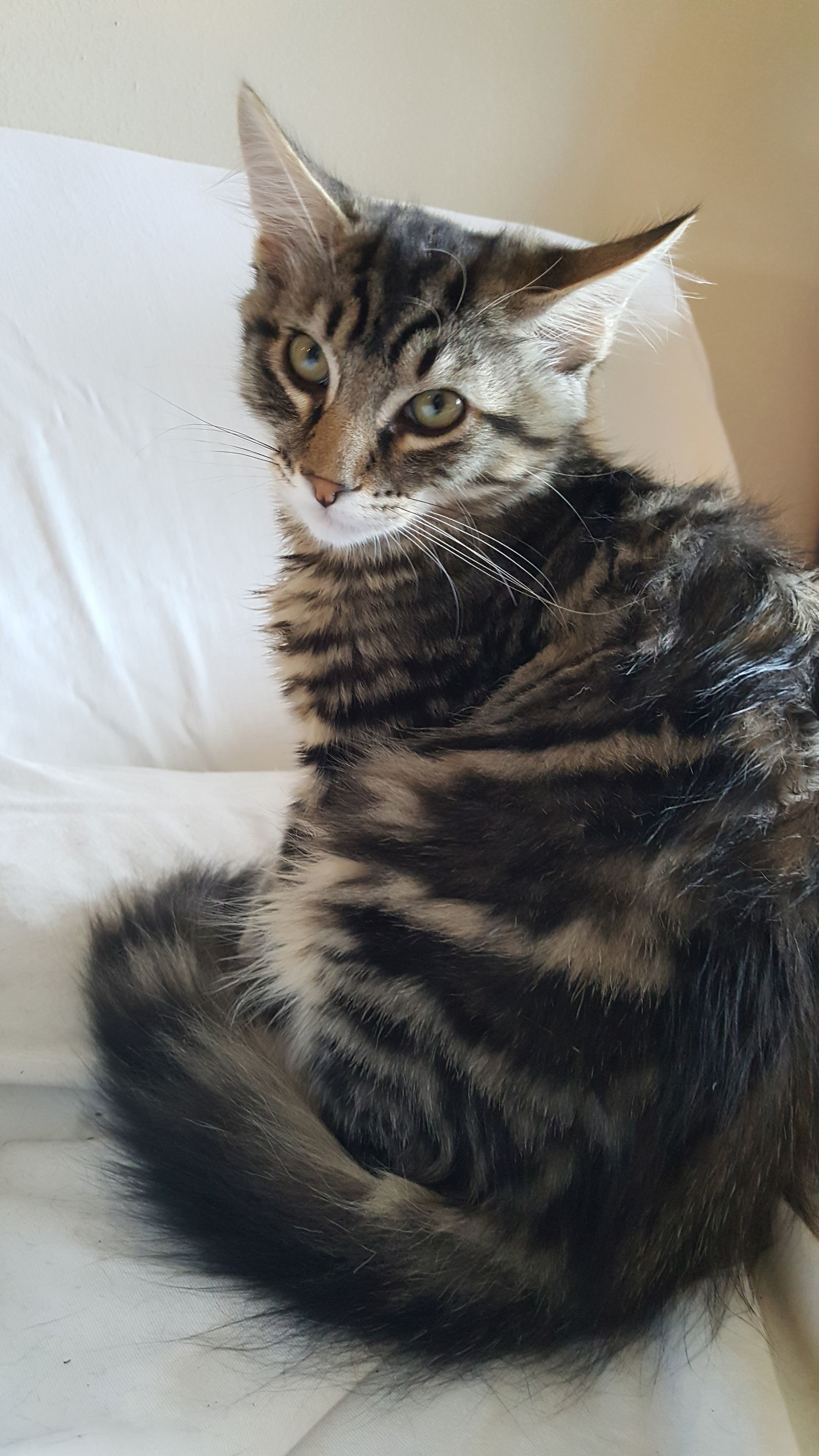 BEATLE - Long Hair Marble Bengal Tabby-Look, an adoptable Bengal, Domestic Long Hair in Newport Beach, CA, 92658 | Photo Image 2