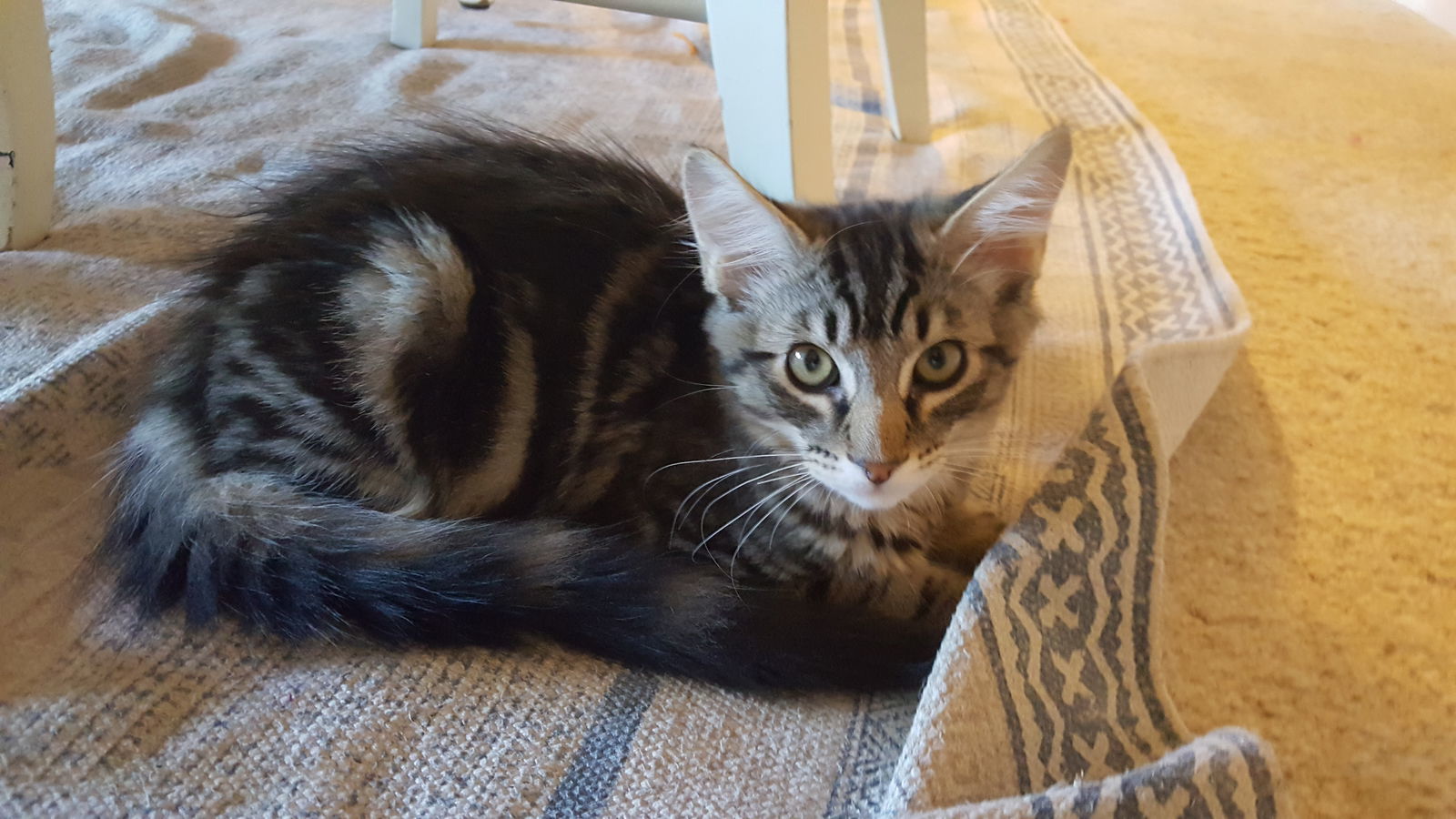 BEATLE - Long Hair Marble Bengal Tabby-Look, an adoptable Bengal, Domestic Long Hair in Newport Beach, CA, 92658 | Photo Image 3