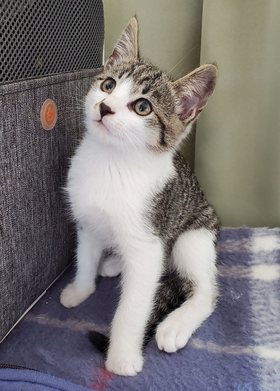 RINGO KNOWS HE IS A STAR!, an adoptable Bengal, Domestic Short Hair in Newport Beach, CA, 92658 | Photo Image 1