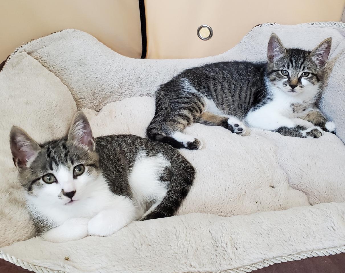 TAFFY & RINGO ARE A GOOD PAIR, an adoptable Bengal, Domestic Short Hair in Newport Beach, CA, 92658 | Photo Image 3