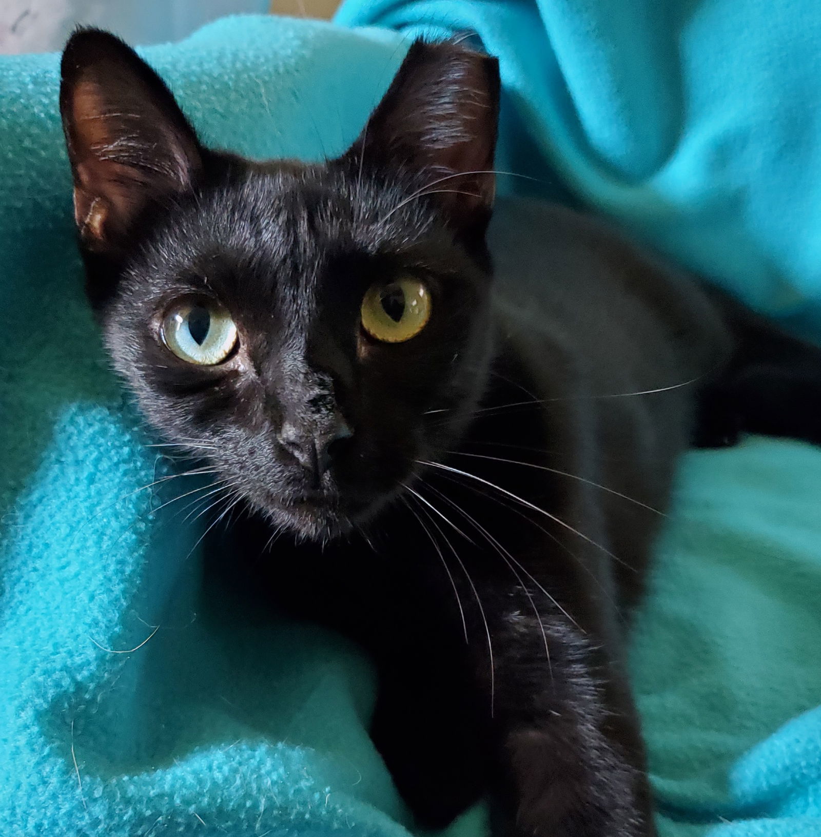 Cleopatra - Bombay-Look, an adoptable Bombay, Domestic Short Hair in Newport Beach, CA, 92658 | Photo Image 1