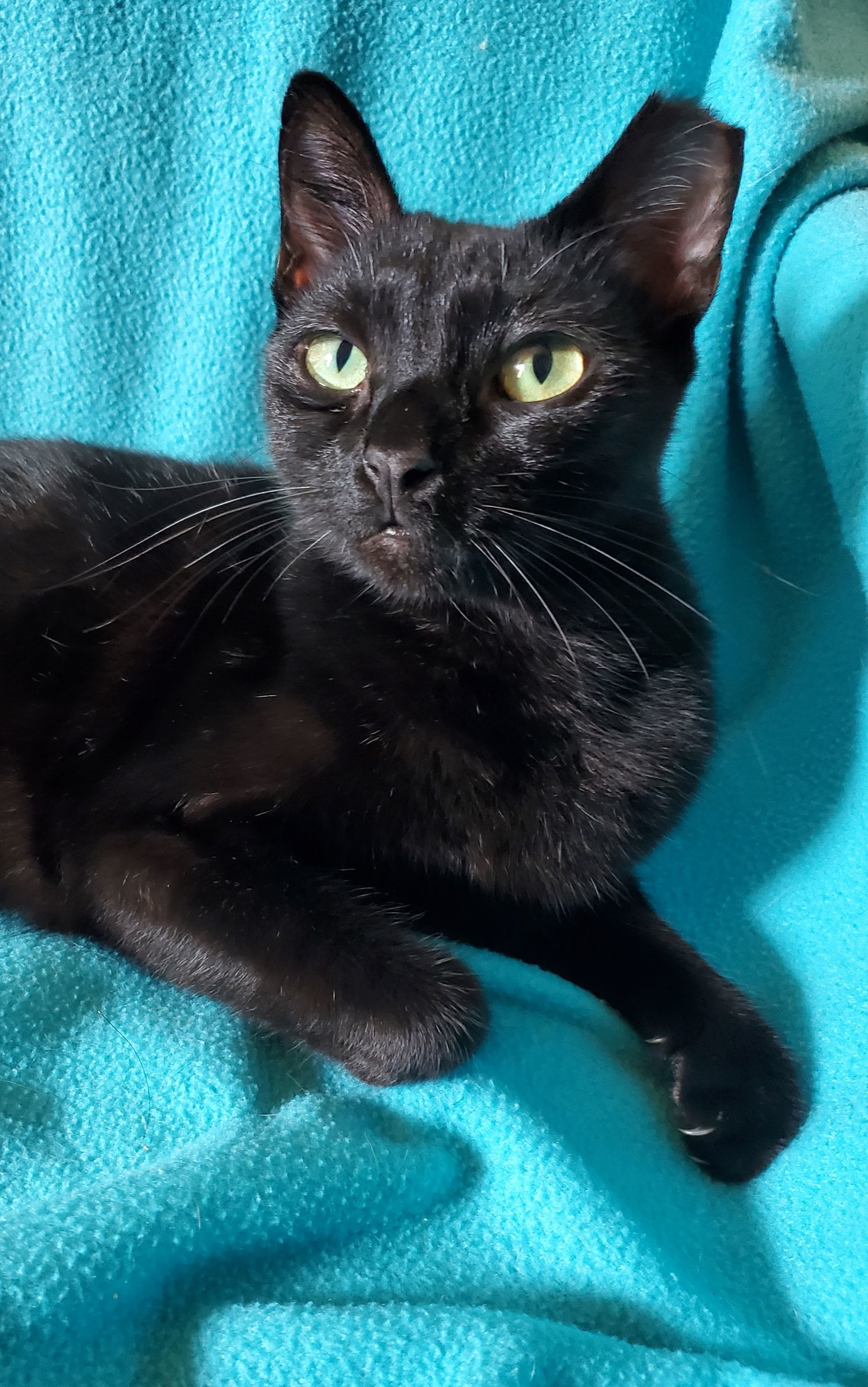 Cleopatra - Bombay-Look