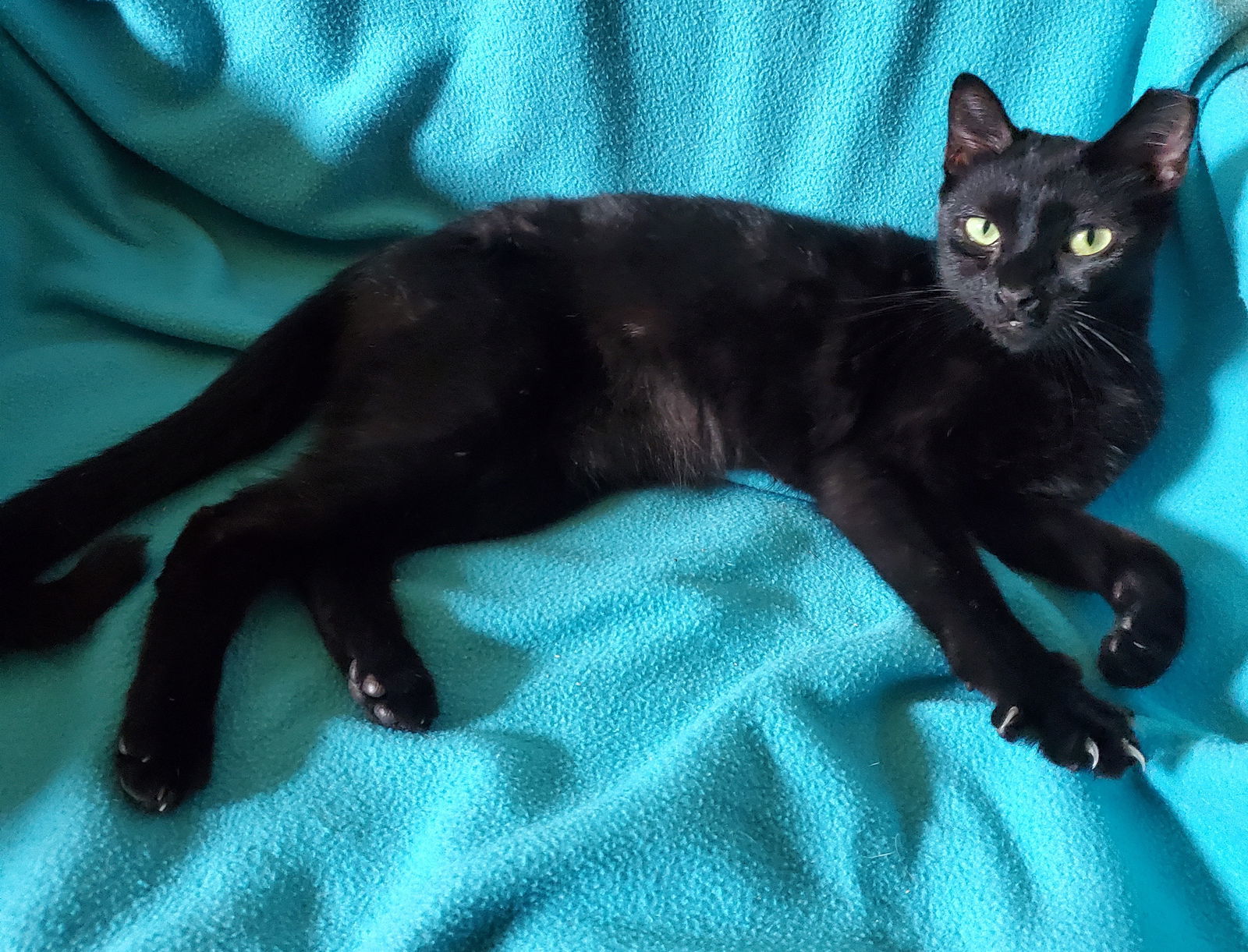 Cleopatra - Bombay-Look