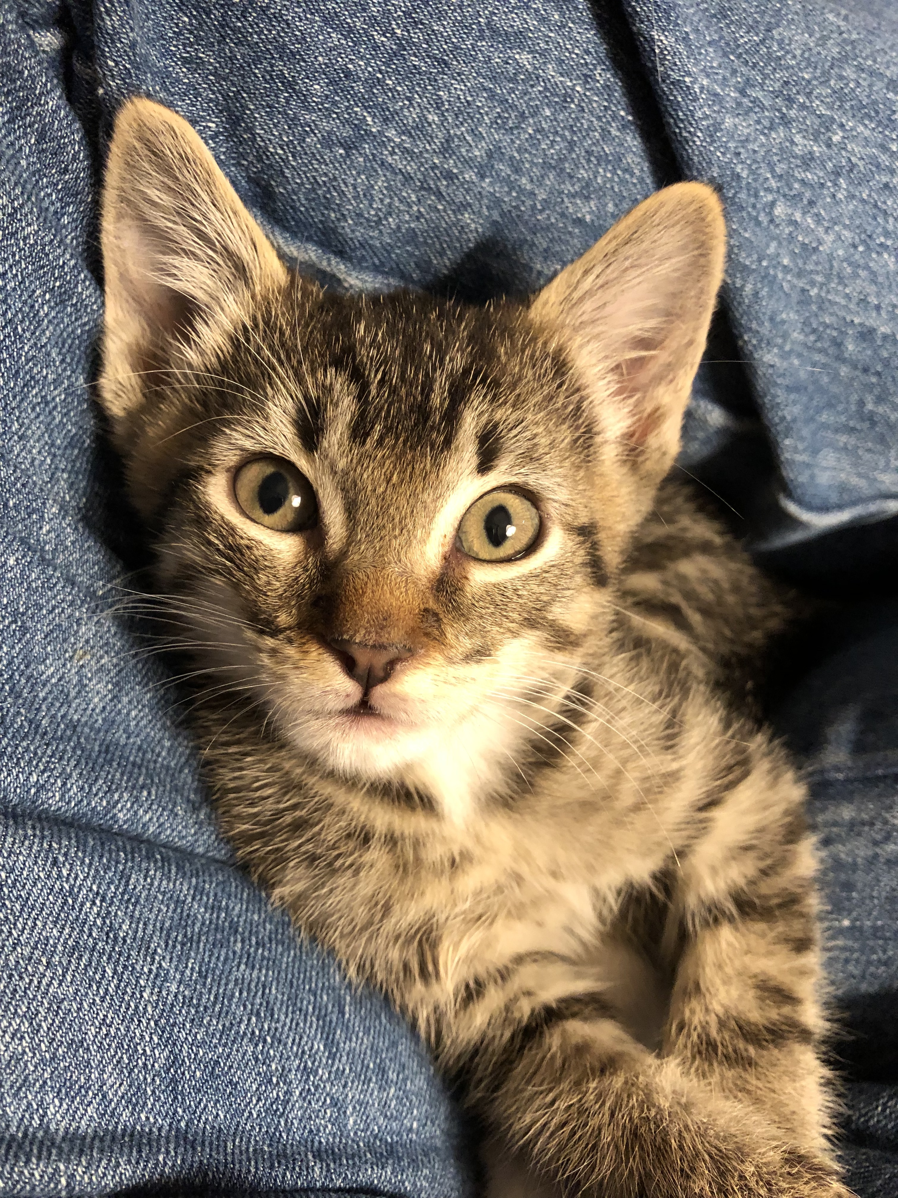 Kain, an adoptable Domestic Short Hair in Tucson, AZ, 85741 | Photo Image 2