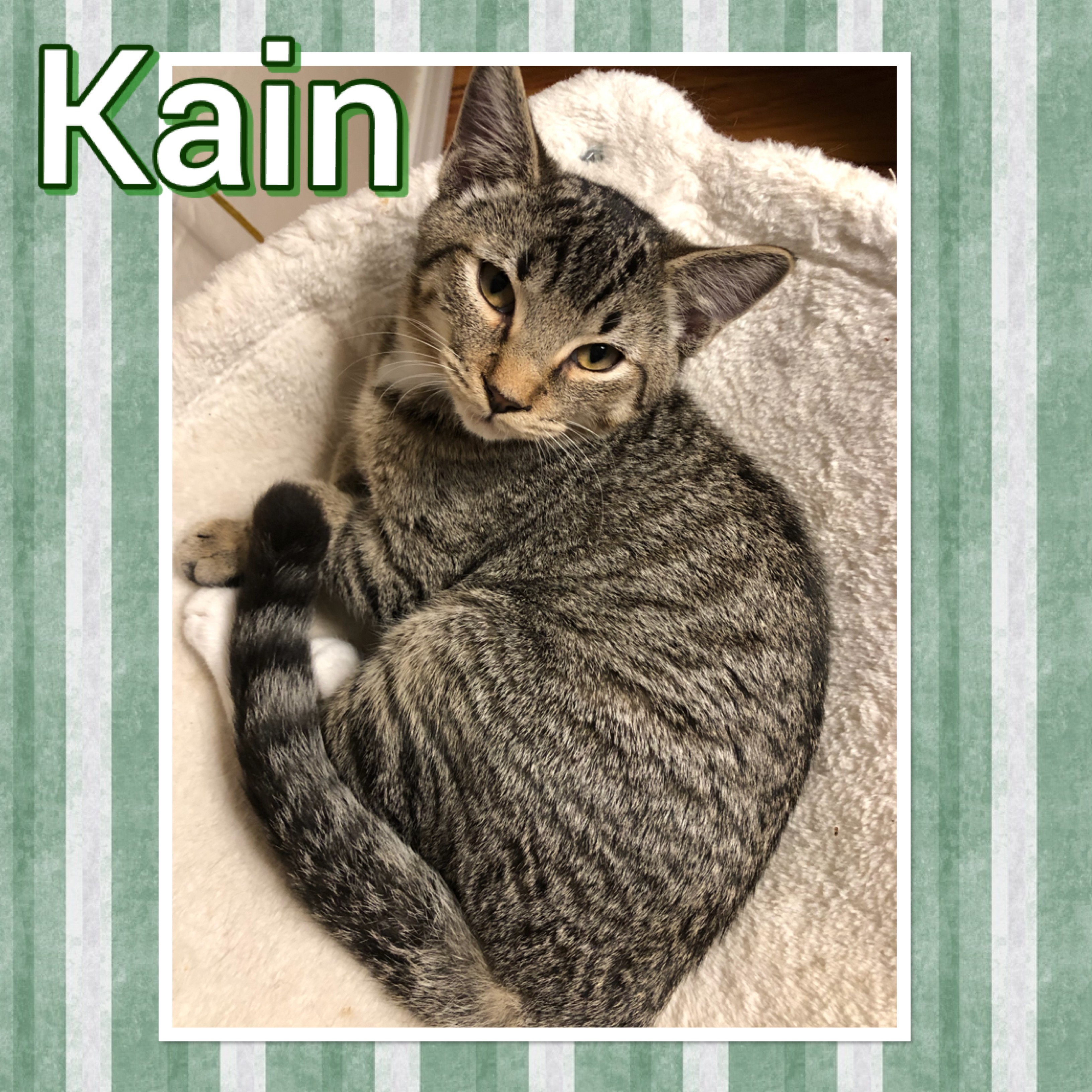 Kain, an adoptable Domestic Short Hair in Tucson, AZ, 85741 | Photo Image 3