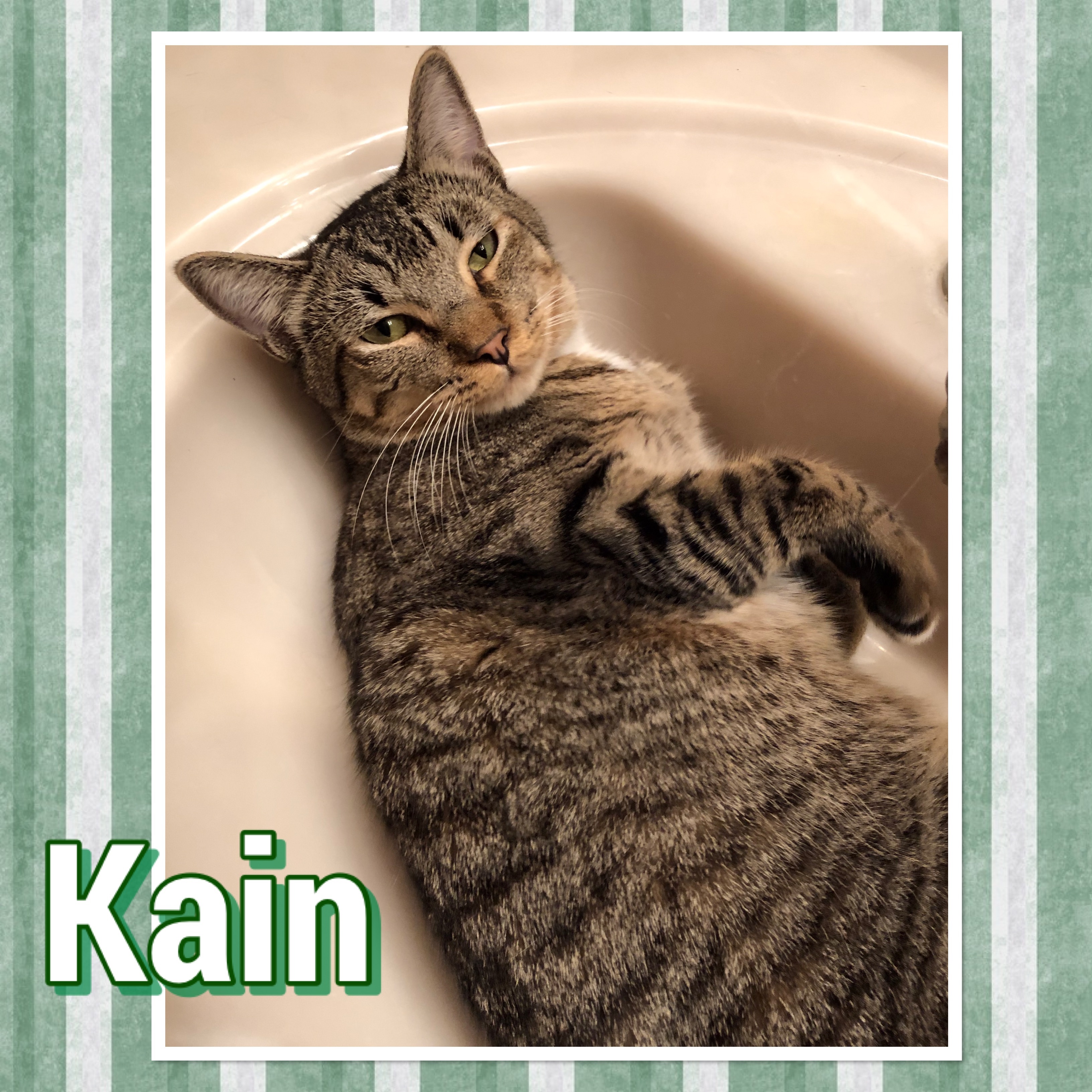Kain, an adoptable Domestic Short Hair in Tucson, AZ, 85741 | Photo Image 1