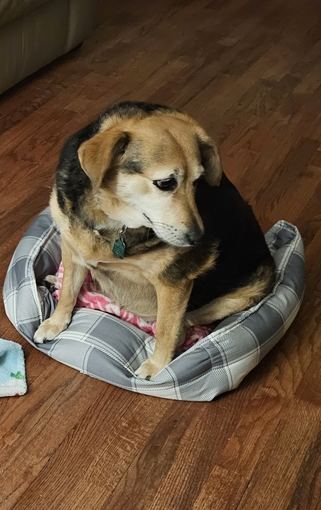 Amazing Regal Resident - Molly, an adoptable Beagle in South Bend, IN, 46660 | Photo Image 1