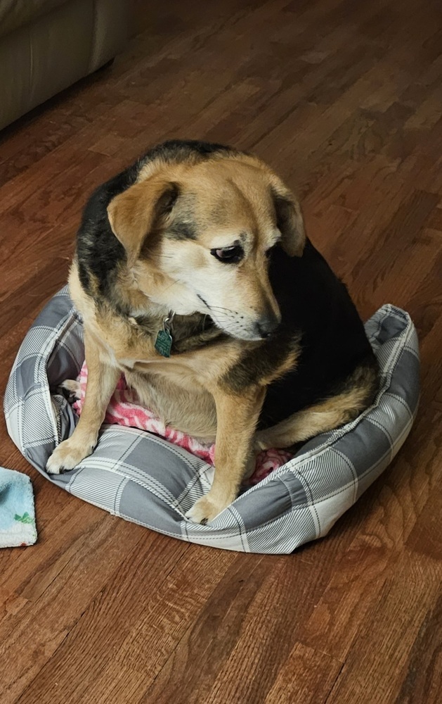 Molly, an adoptable Beagle in South Bend, IN, 46660 | Photo Image 1