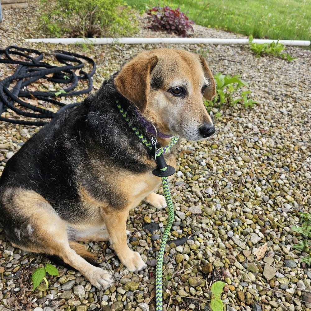 Molly, an adoptable Beagle in South Bend, IN, 46660 | Photo Image 2