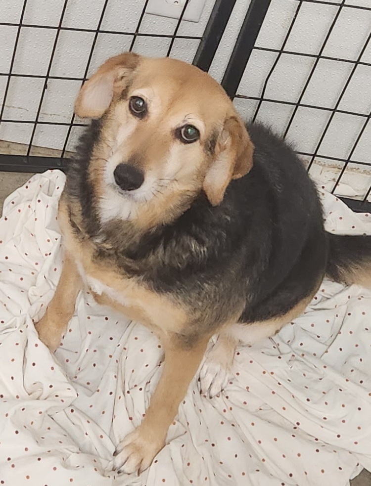 Molly, an adoptable Beagle in South Bend, IN, 46660 | Photo Image 3