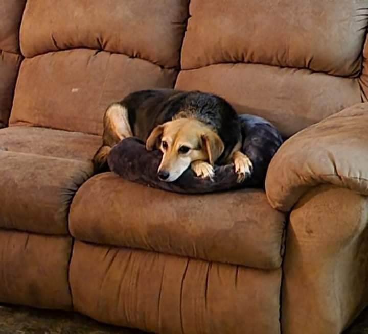 Molly, an adoptable Beagle in South Bend, IN, 46660 | Photo Image 4