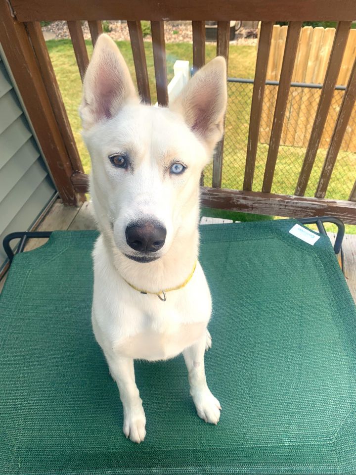 Pearl, an adopted Husky & Shepherd Mix in Minneapolis, MN_image-2
