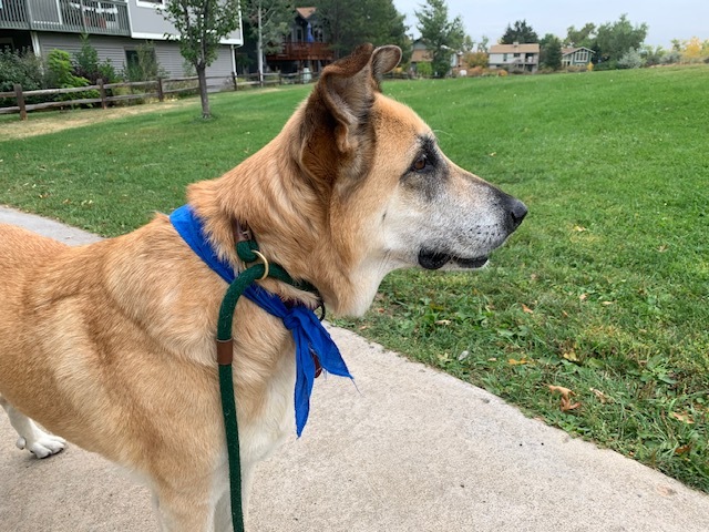 Victory, an adoptable German Shepherd Dog in Denver, CO_image-3