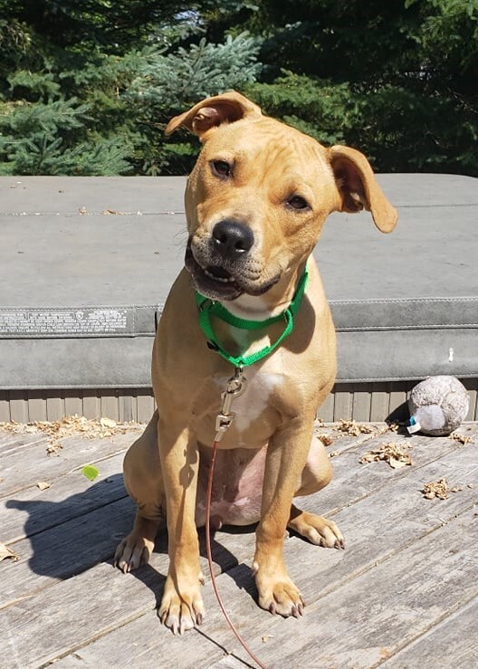 Faith, an adoptable Pit Bull Terrier in Albertville, MN, 55301 | Photo Image 1