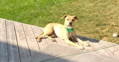 Faith, an adoptable Pit Bull Terrier in Albertville, MN, 55301 | Photo Image 3