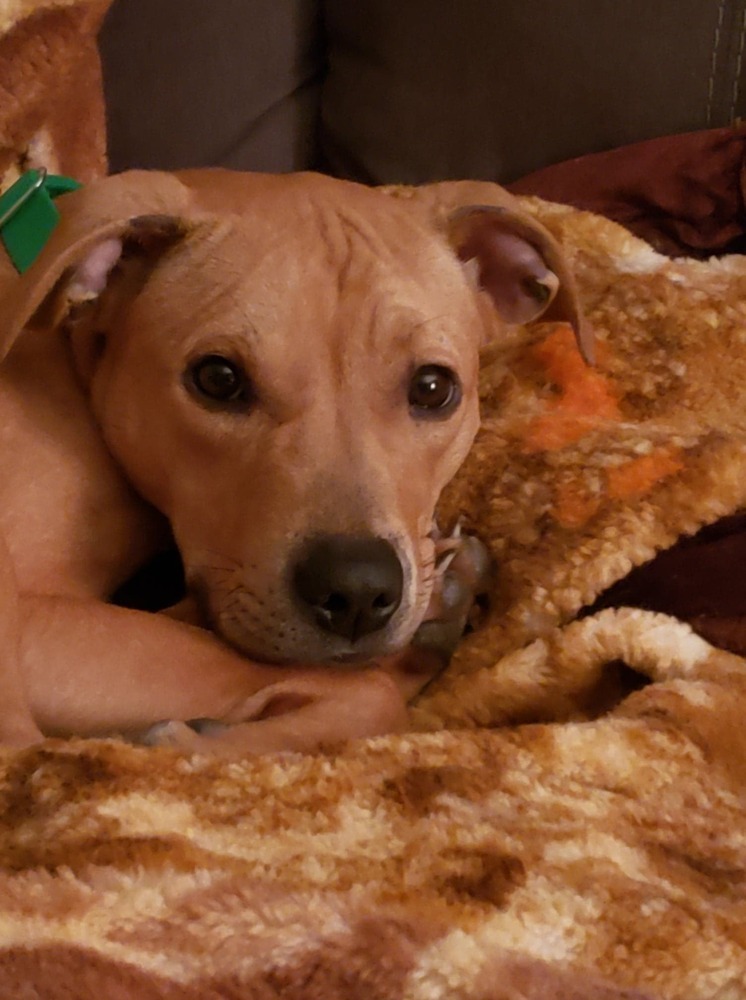 Faith, an adoptable Pit Bull Terrier in Albertville, MN, 55301 | Photo Image 5