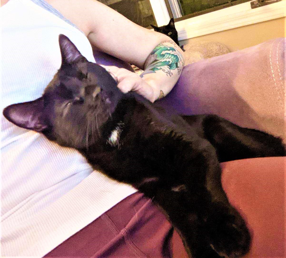 Cat for adoption Dara (Evening Star), an American Shorthair & Siamese