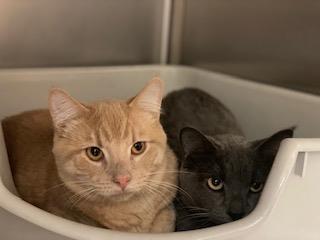 Cigarette tobacco image