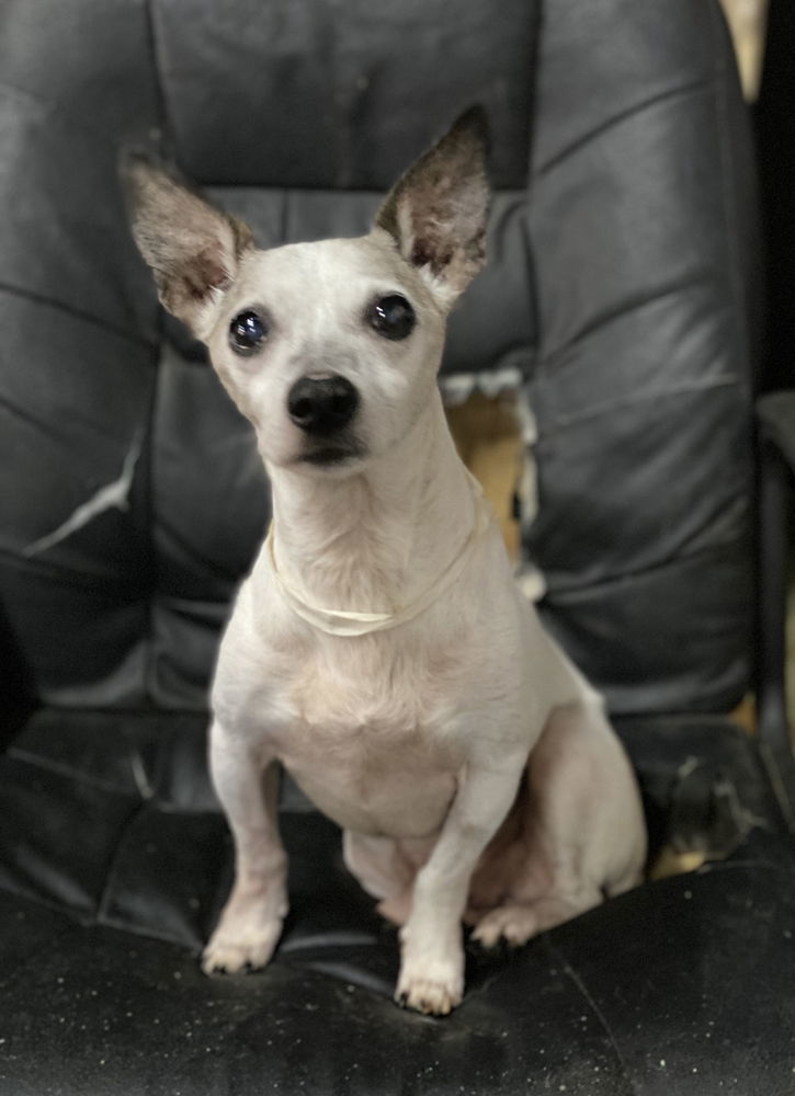 Grumpy / Toby ~, an adoptable Rat Terrier, Jack Russell Terrier in Columbia, TN, 38401 | Photo Image 1