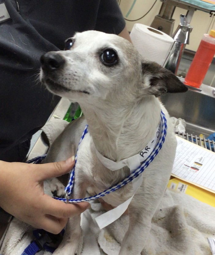 Grumpy / Toby ~, an adoptable Rat Terrier, Jack Russell Terrier in Columbia, TN, 38401 | Photo Image 2