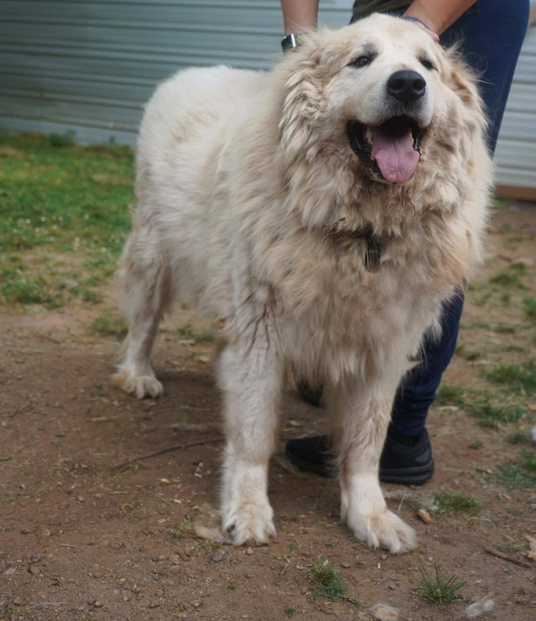 Jake, an adoptable Great Pyrenees in Claremont, NC, 28610 | Photo Image 2