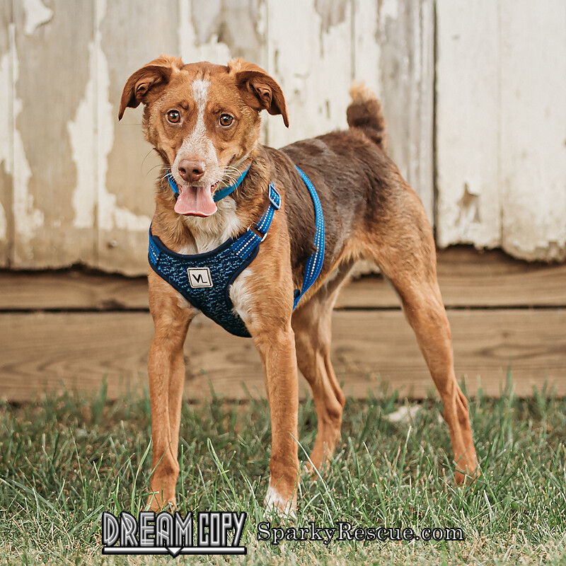 Charlie Peanut, an adoptable Beagle, Australian Shepherd in Owensboro, KY, 42303 | Photo Image 2