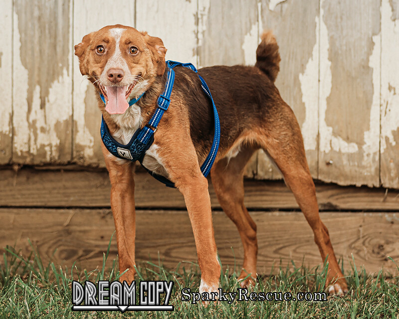 Charlie Peanut, an adoptable Beagle, Australian Shepherd in Owensboro, KY, 42303 | Photo Image 3