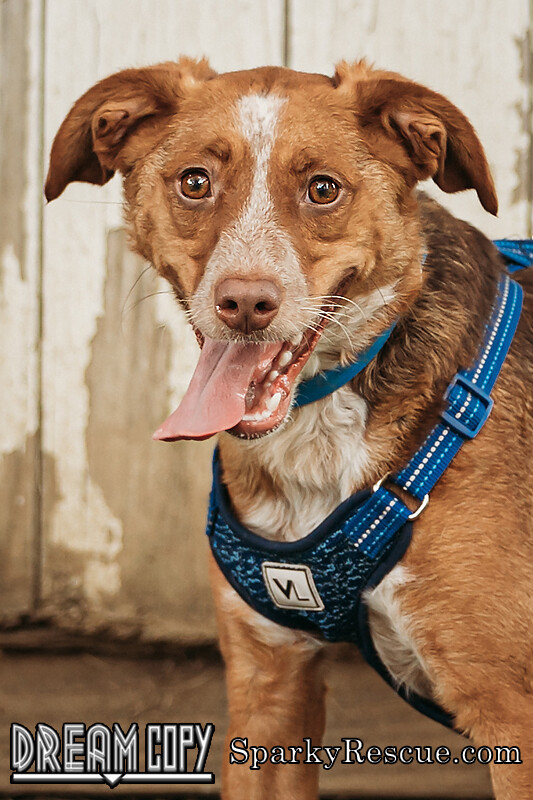 Charlie Peanut, an adoptable Beagle, Australian Shepherd in Owensboro, KY, 42303 | Photo Image 1