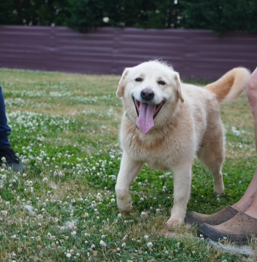 Toby, an adoptable Great Pyrenees in Claremont, NC, 28610 | Photo Image 1
