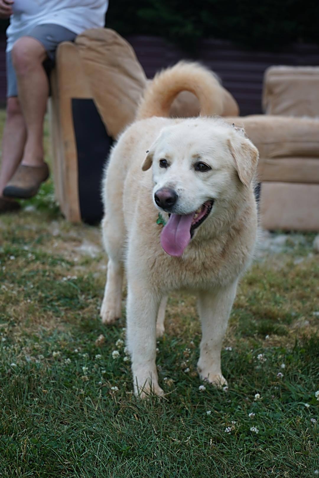 Toby, an adoptable Great Pyrenees in Claremont, NC, 28610 | Photo Image 2