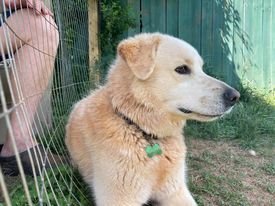 Toby, an adoptable Great Pyrenees in Claremont, NC, 28610 | Photo Image 3