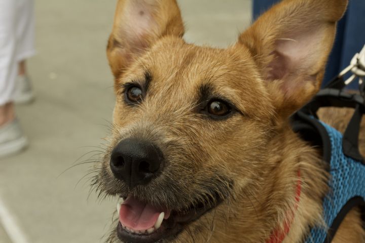 Dora, an adopted Terrier & Schnauzer Mix in San Diego, CA_image-1