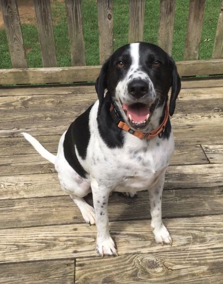 pointer beagle hound mix