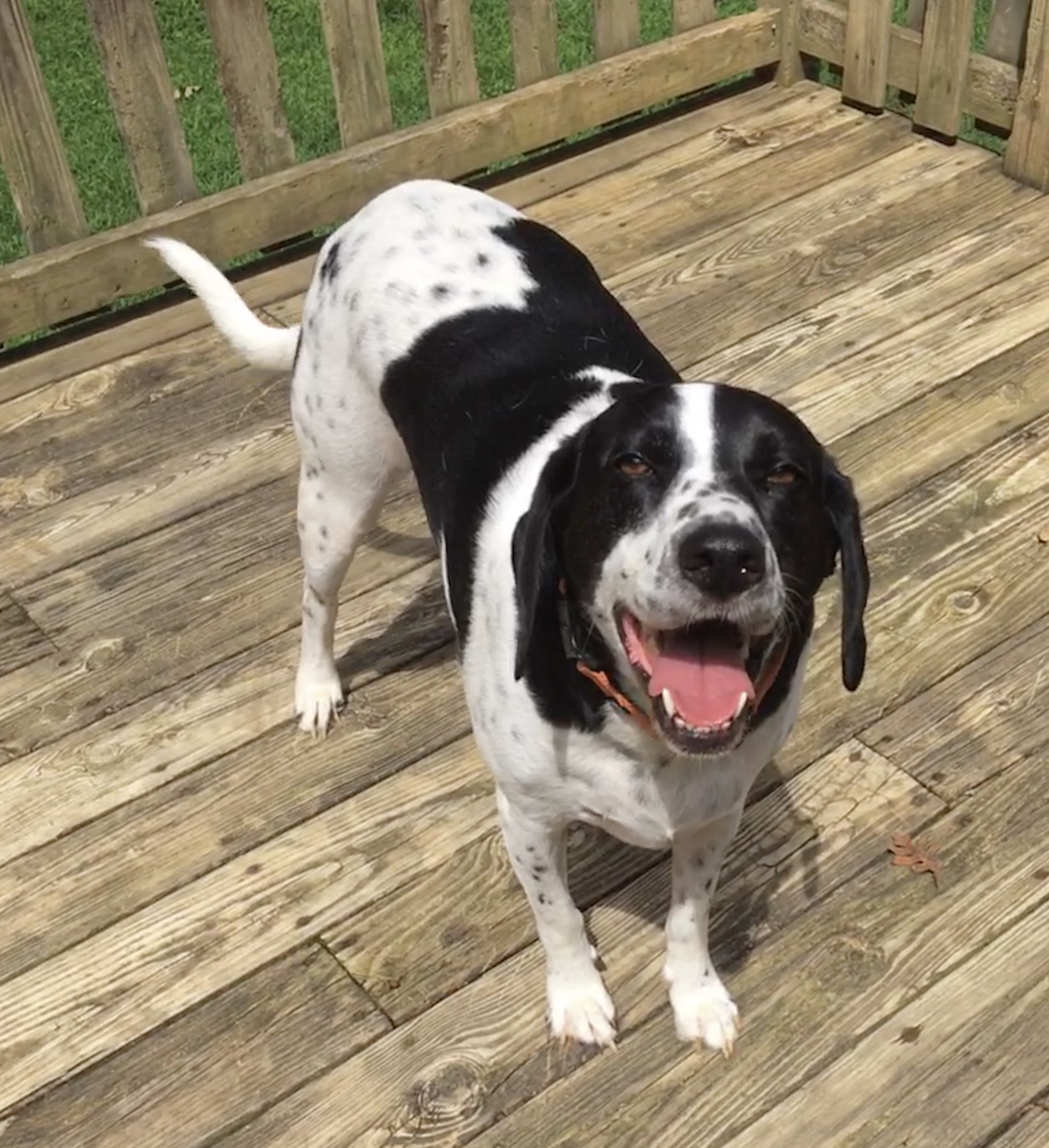 Black and best sale white pointer mix