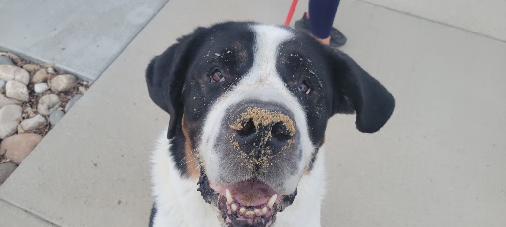 Pepper, an adoptable Mixed Breed in Meridian, ID, 83642 | Photo Image 1