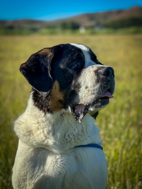 Pepper, an adoptable Mixed Breed in Meridian, ID, 83642 | Photo Image 1