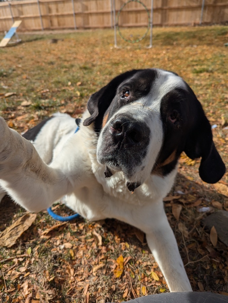 Pepper, an adoptable Mixed Breed in Meridian, ID, 83642 | Photo Image 1