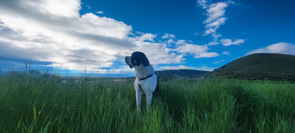 Pepper, an adoptable Mixed Breed in Meridian, ID, 83642 | Photo Image 1