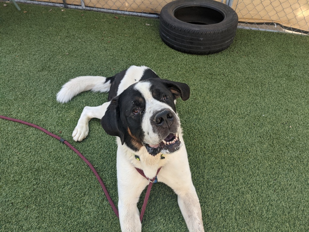 Pepper, an adoptable Mixed Breed in Meridian, ID, 83642 | Photo Image 2