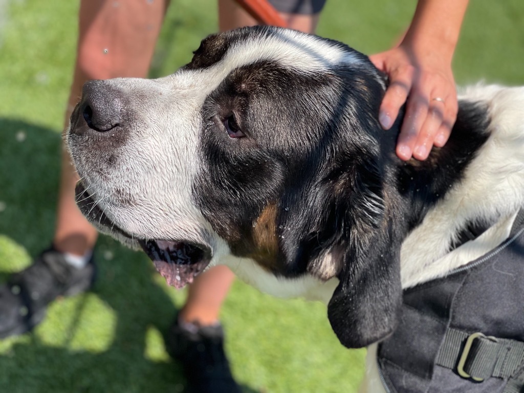 Pepper, an adoptable Mixed Breed in Meridian, ID, 83642 | Photo Image 3