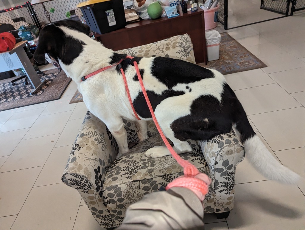 Pepper, an adoptable Mixed Breed in Meridian, ID, 83642 | Photo Image 4