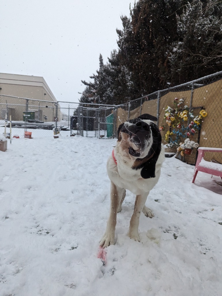 Pepper, an adoptable Mixed Breed in Meridian, ID, 83642 | Photo Image 5