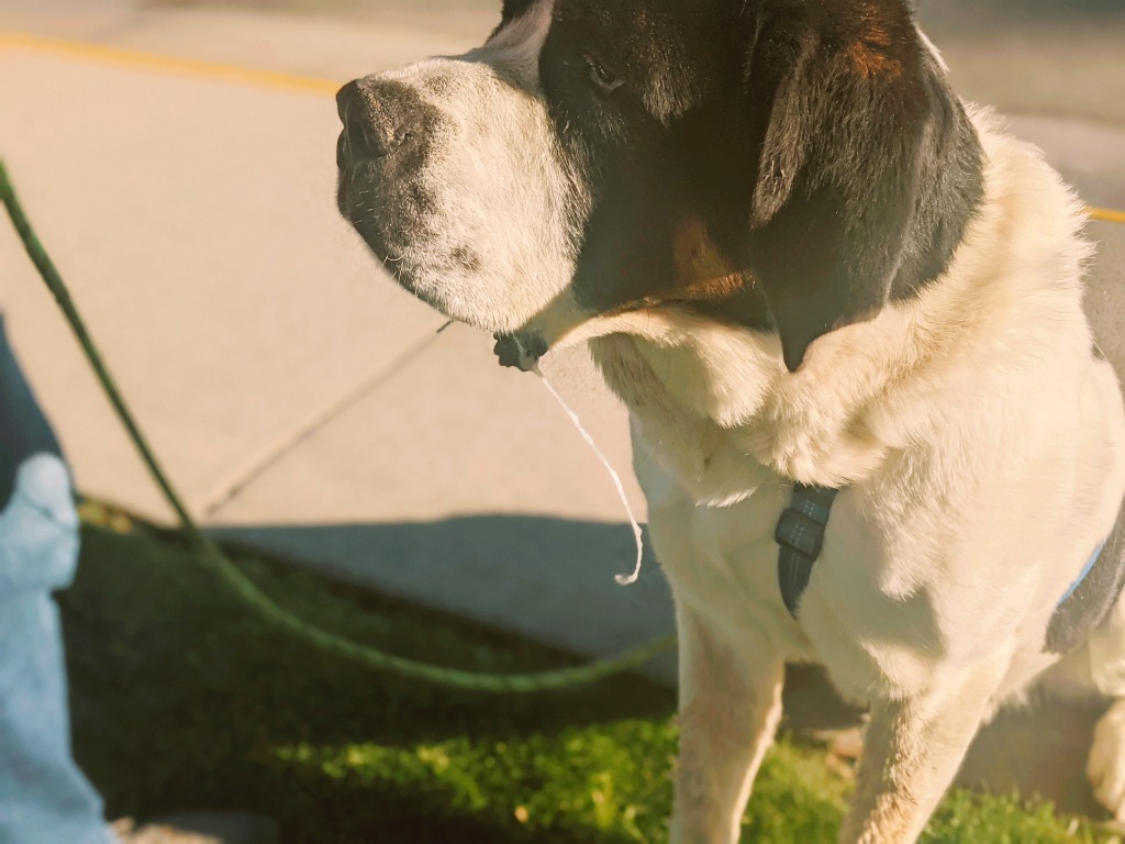 Pepper, an adoptable Mixed Breed in Meridian, ID, 83642 | Photo Image 6