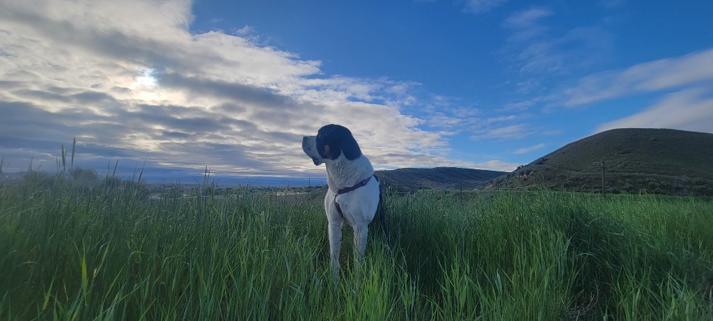 Pepper, an adoptable Mixed Breed in Meridian, ID, 83642 | Photo Image 6